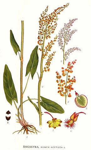 Rumex acetosa